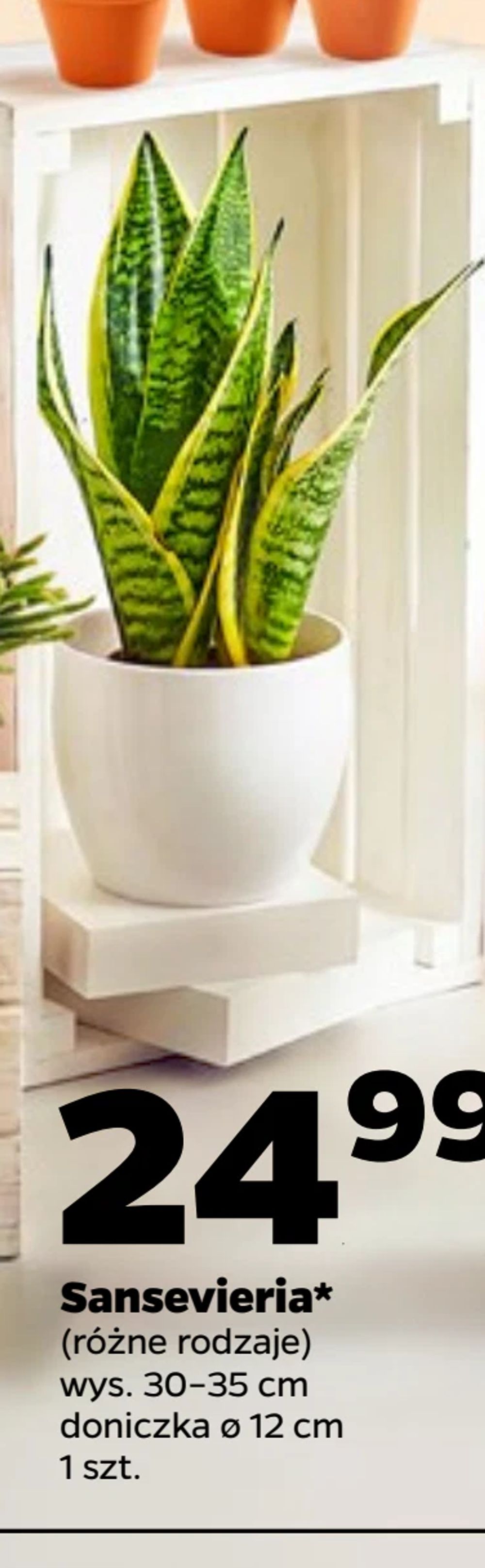 Sansevieria*