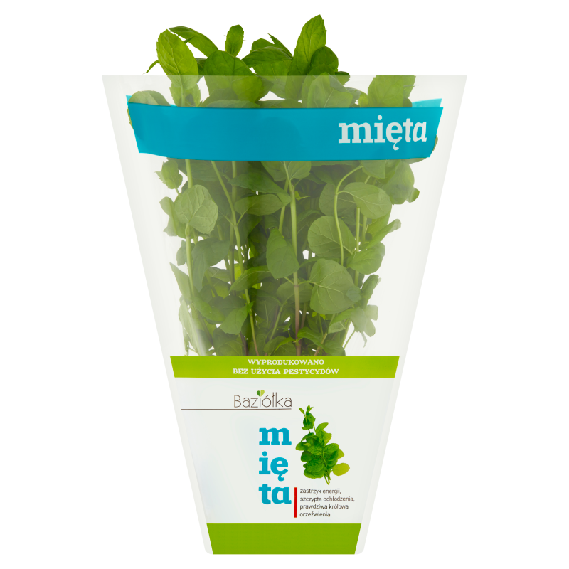 Mięta