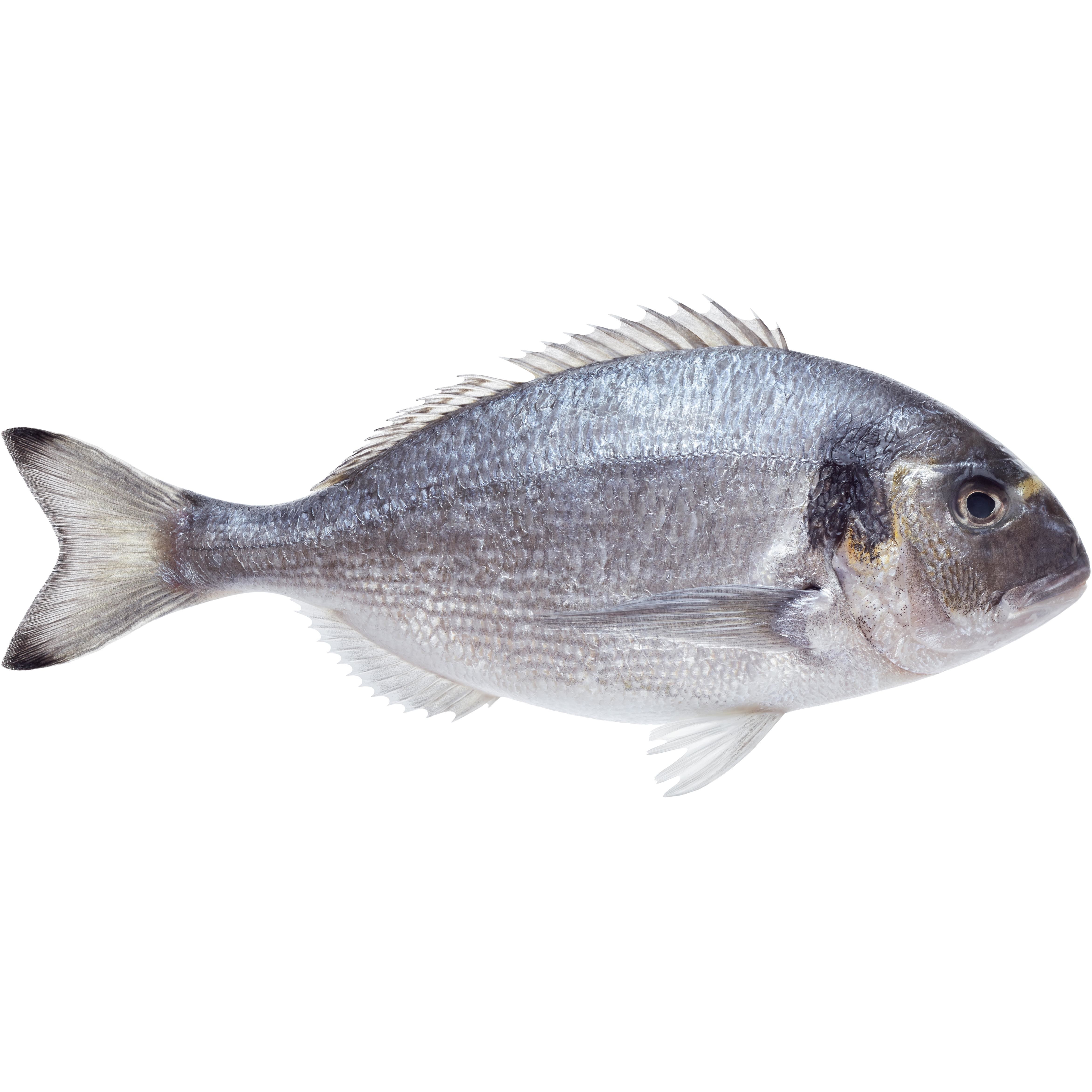 Dorada patroszona ze skórą (400g-600g)