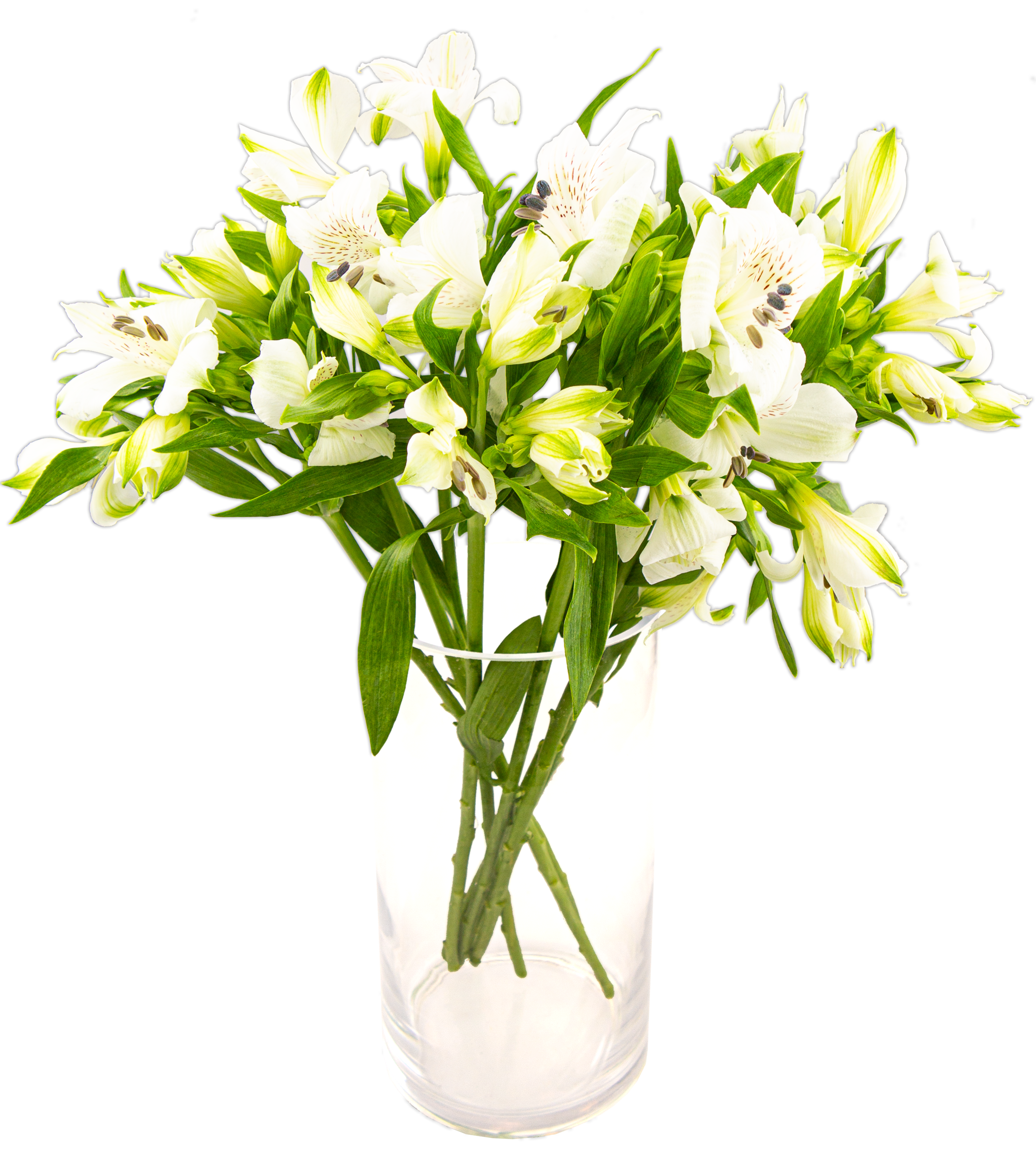 Alstromeria Biała kwiatki x 8