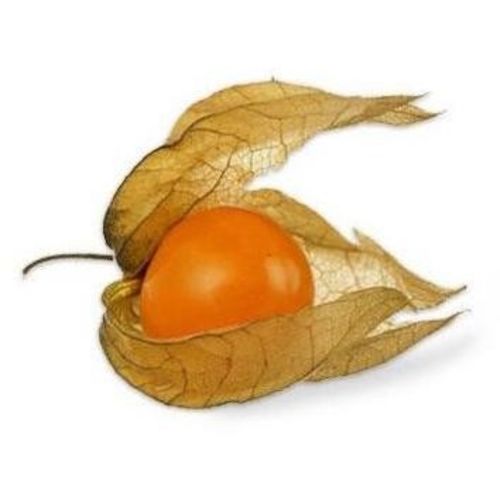Physalis (Miechunka)