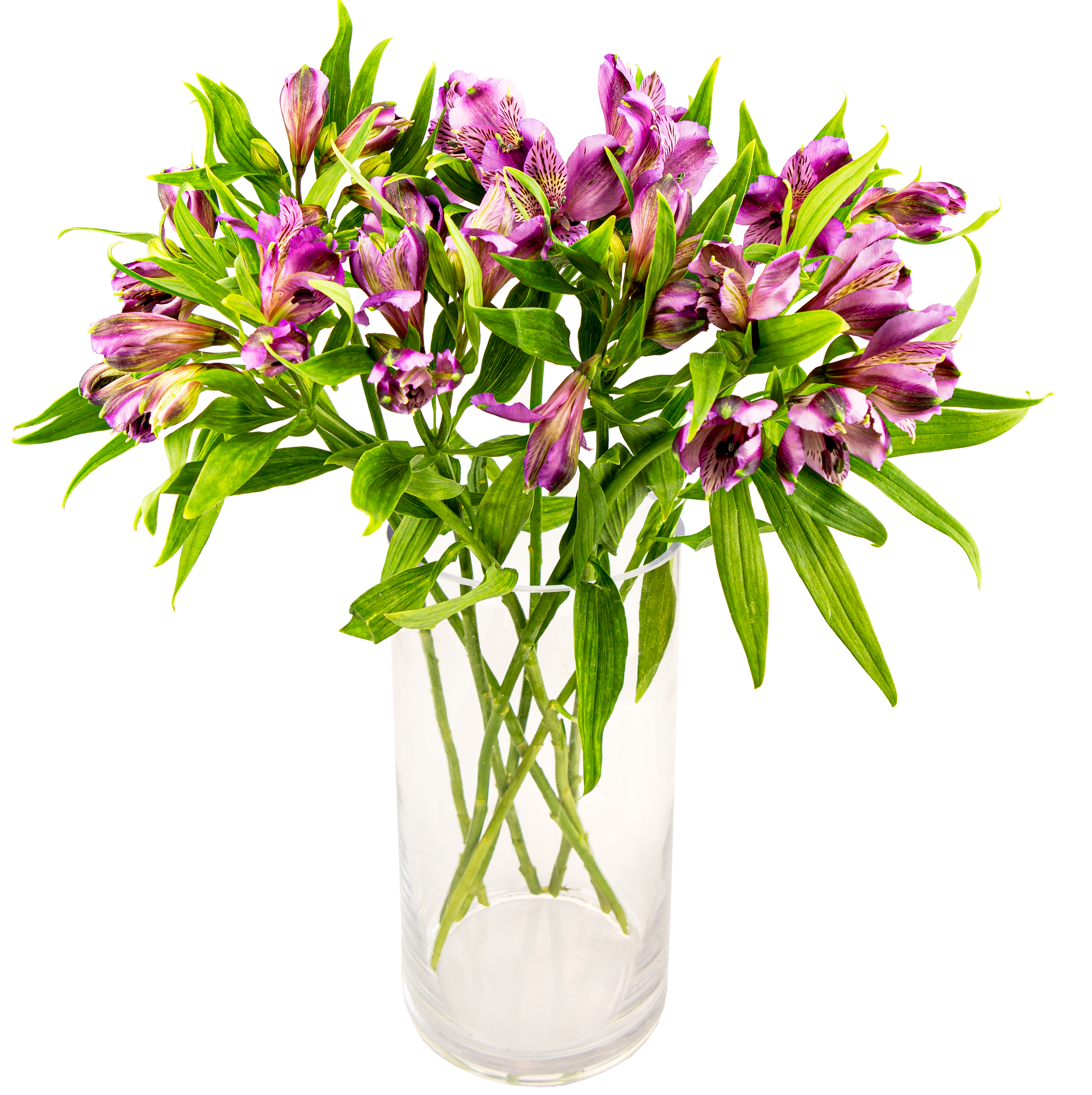 Alstromeria Fioletowa 35cm x 8 sztuk