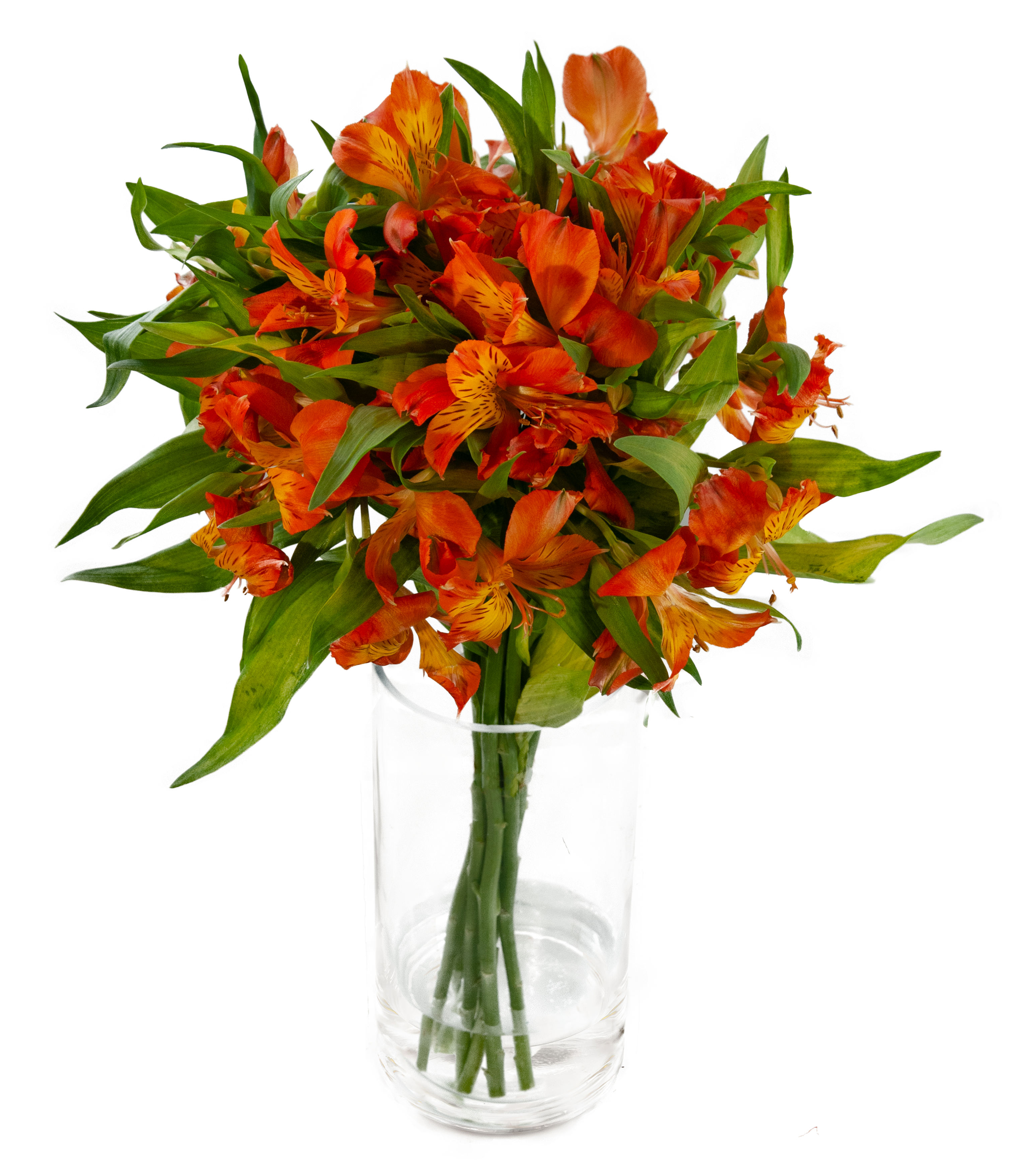 Alstromeria Pomarańczowa 35cm x 8 sztuk