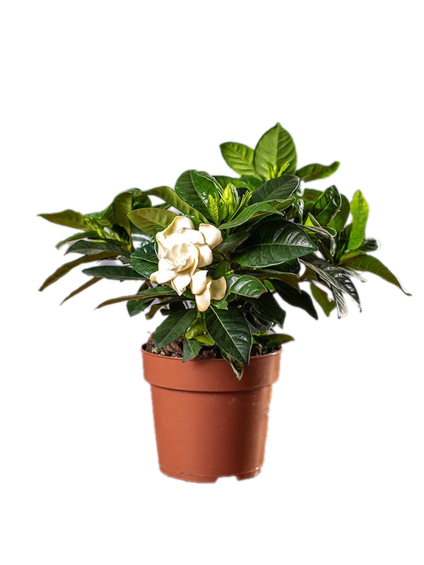 Gardenia Jaśminiowata
