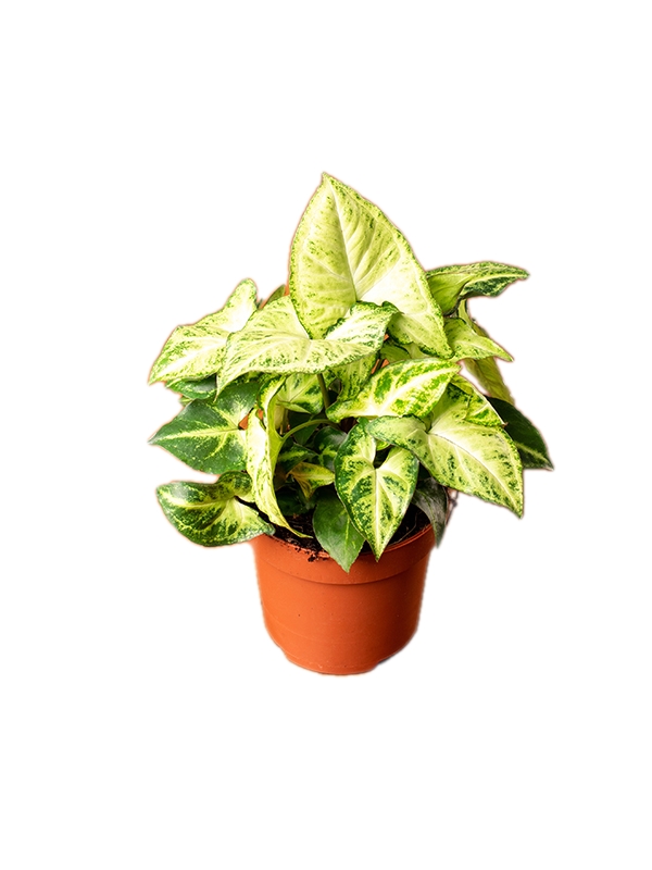 Syngonium arrow - roślina oczyszczająca
