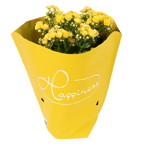 Kalanchoe calandiva żółte