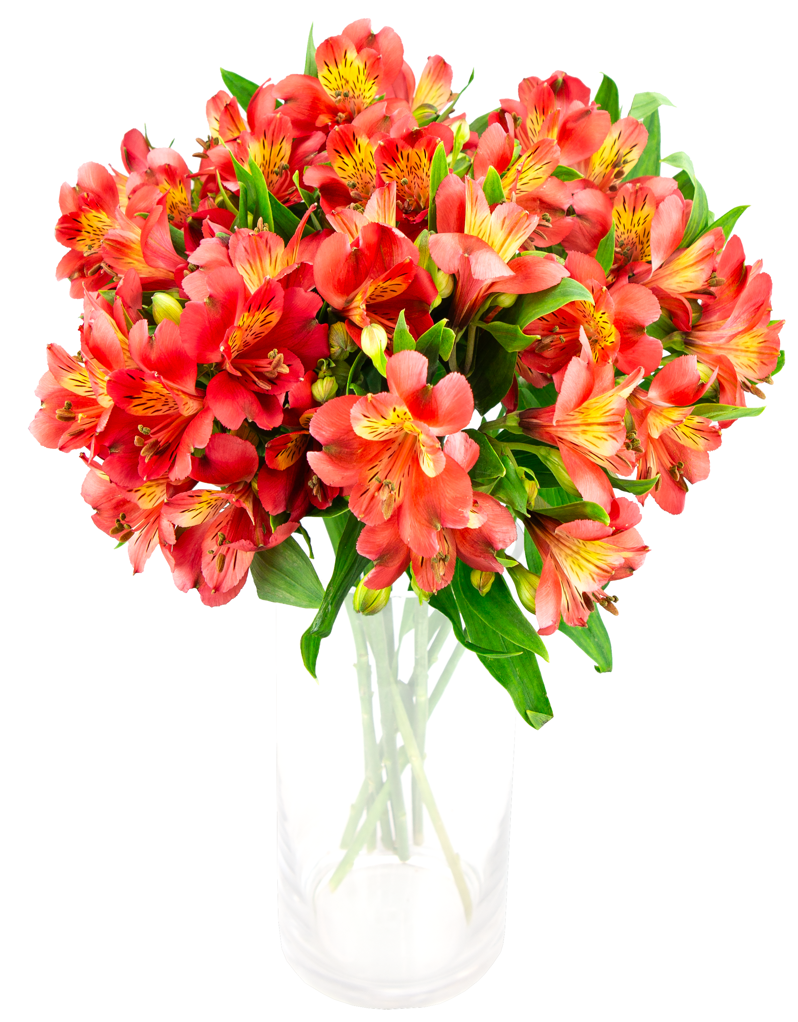 Alstromeria Czerwona 35cm x 8