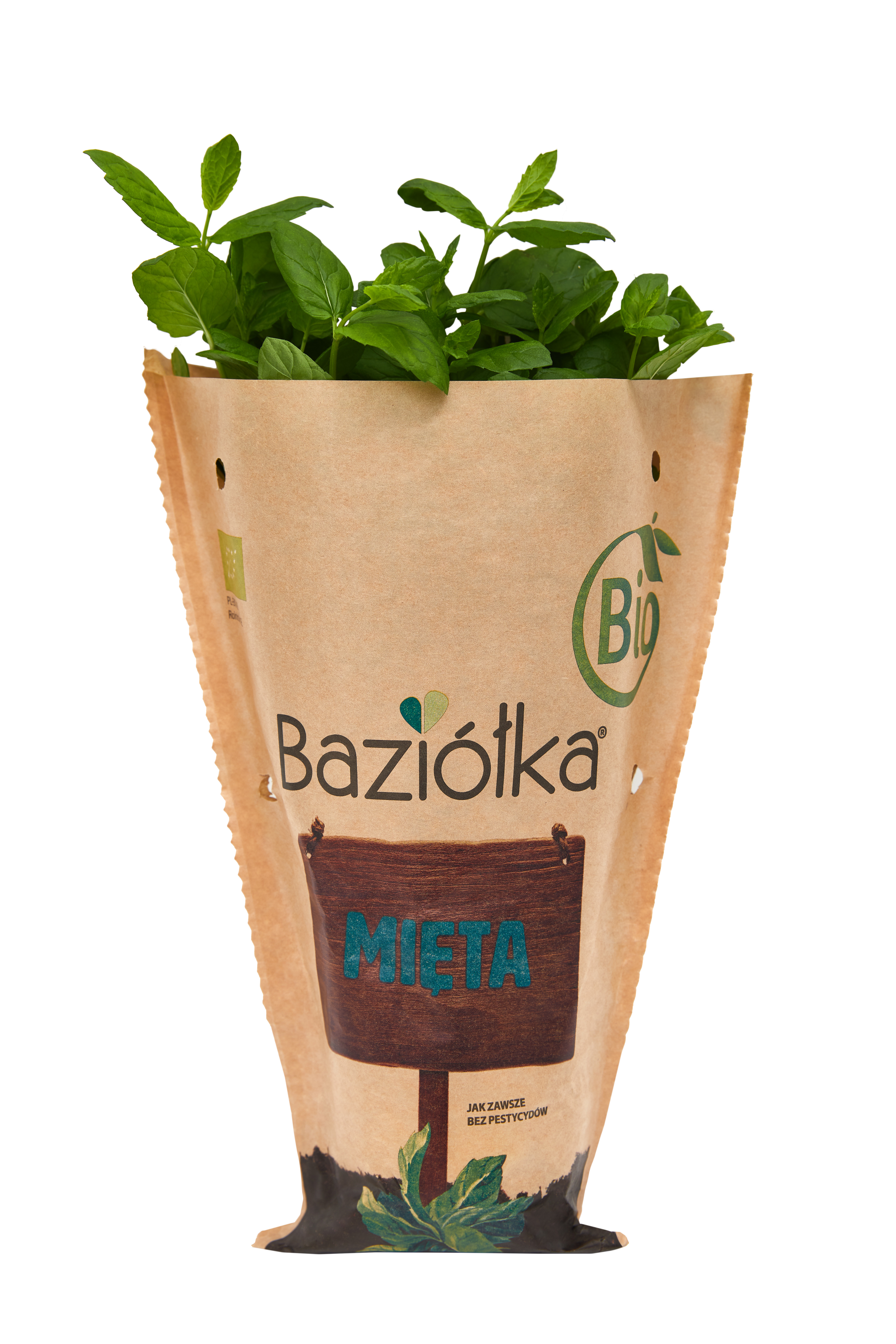 Bio Mięta Doniczka Polska 1Szt Baziółka