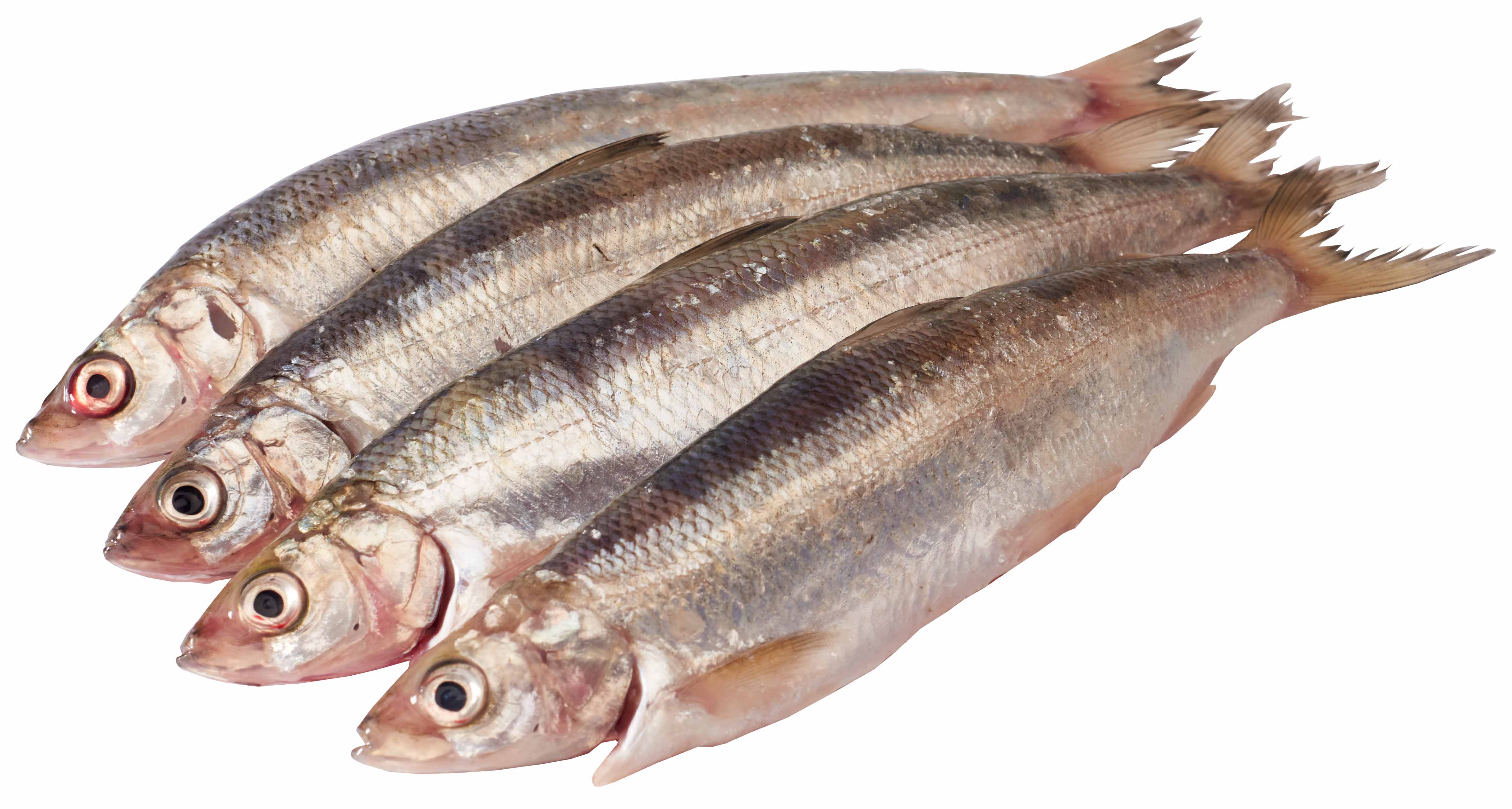 Sielawa Patroszona 70-80G