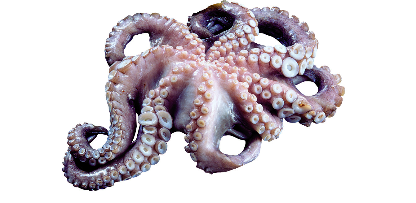Ośmiornica Ok. 0,5-1Kg