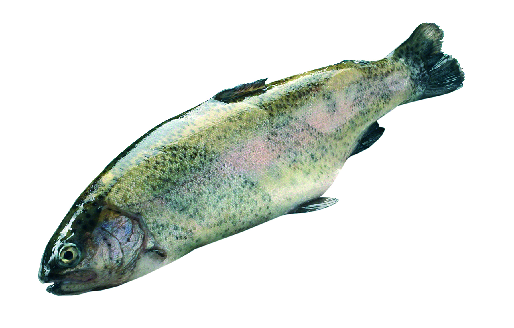 Pstrąg Tęczowy Patroszony 250-400G