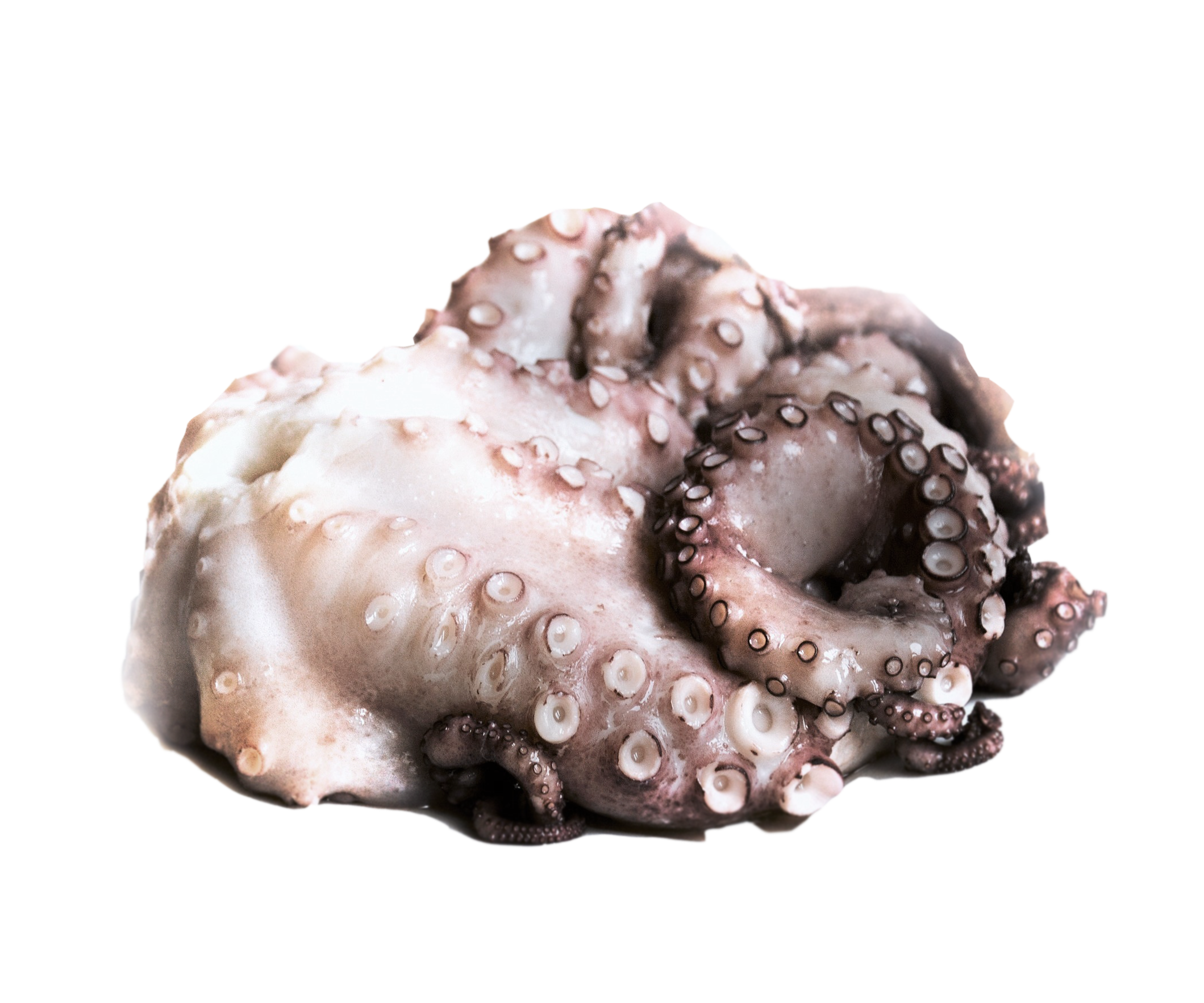 Myfood Ośmiornica Cała, Surowa (Octopus Vulgaris) Głęboko Mrożona, Rozmiar: 1-2 Kg