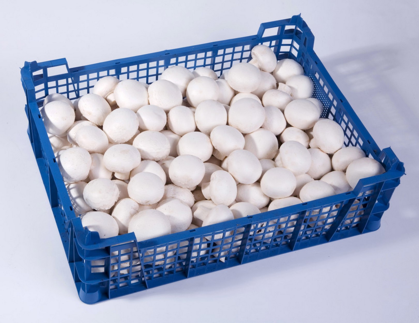 Pieczarka Polska 3Kg