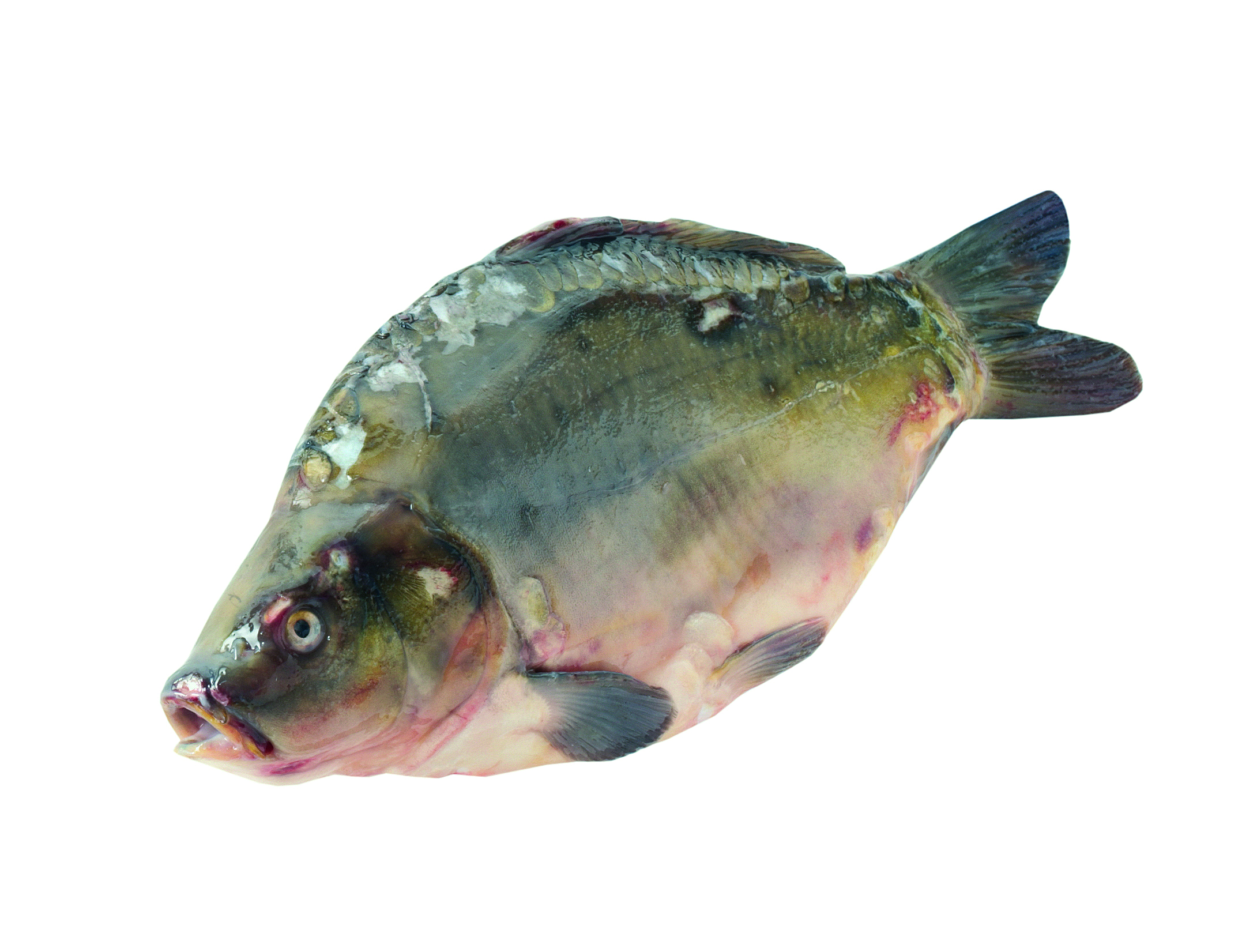 Karp Patroszony Ok. 1-2Kg