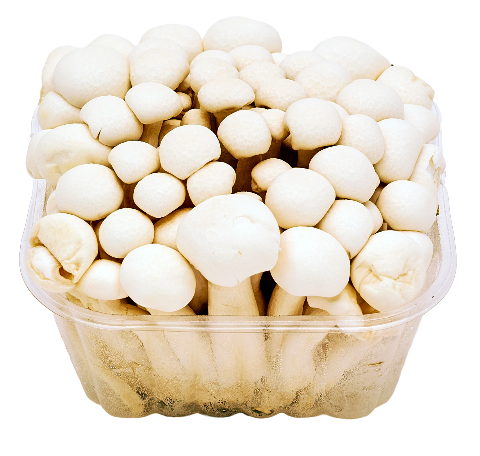 Shimeji Białe Chiny 150G