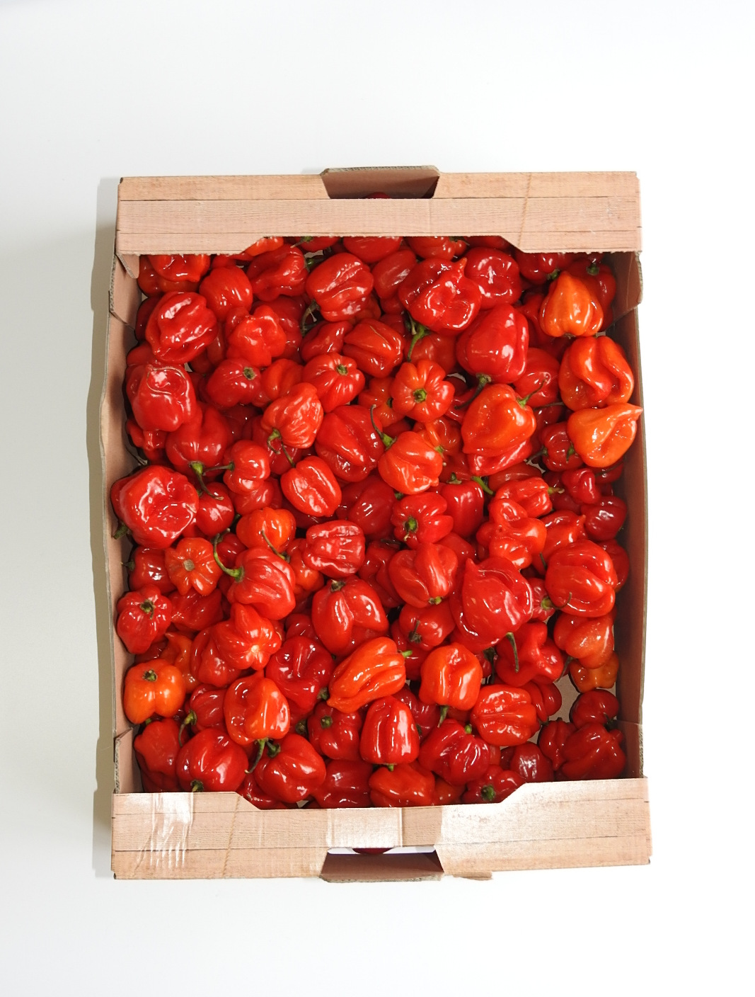Papryka Ostra Habanero Maroko 2Kg