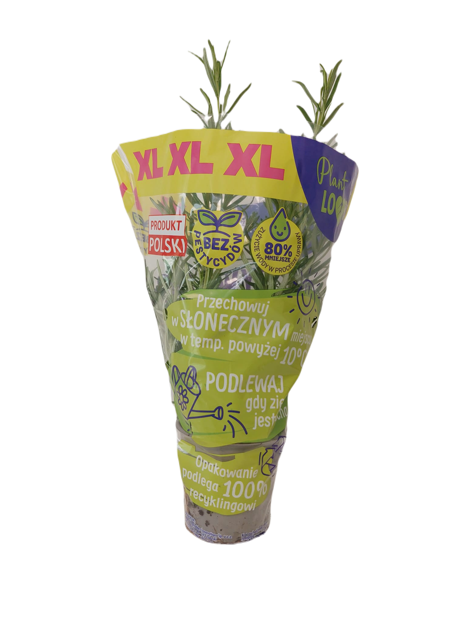 Rozmaryn Xl Doniczka Polska 1Szt Plant Love