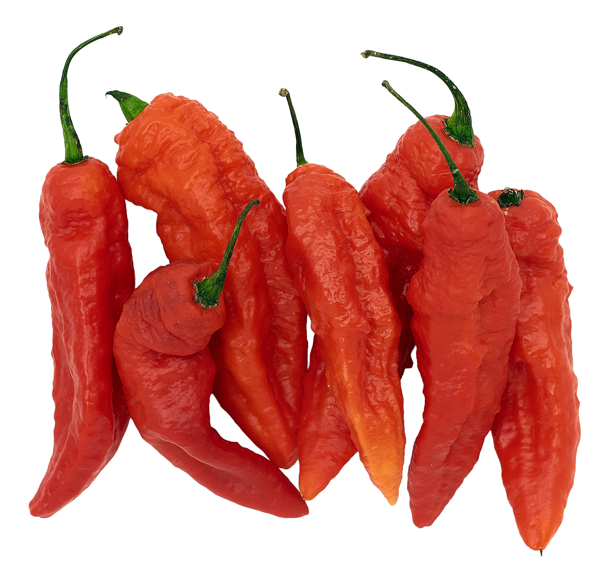 Papryka Ostra Naga Jolokia Holandia 50G