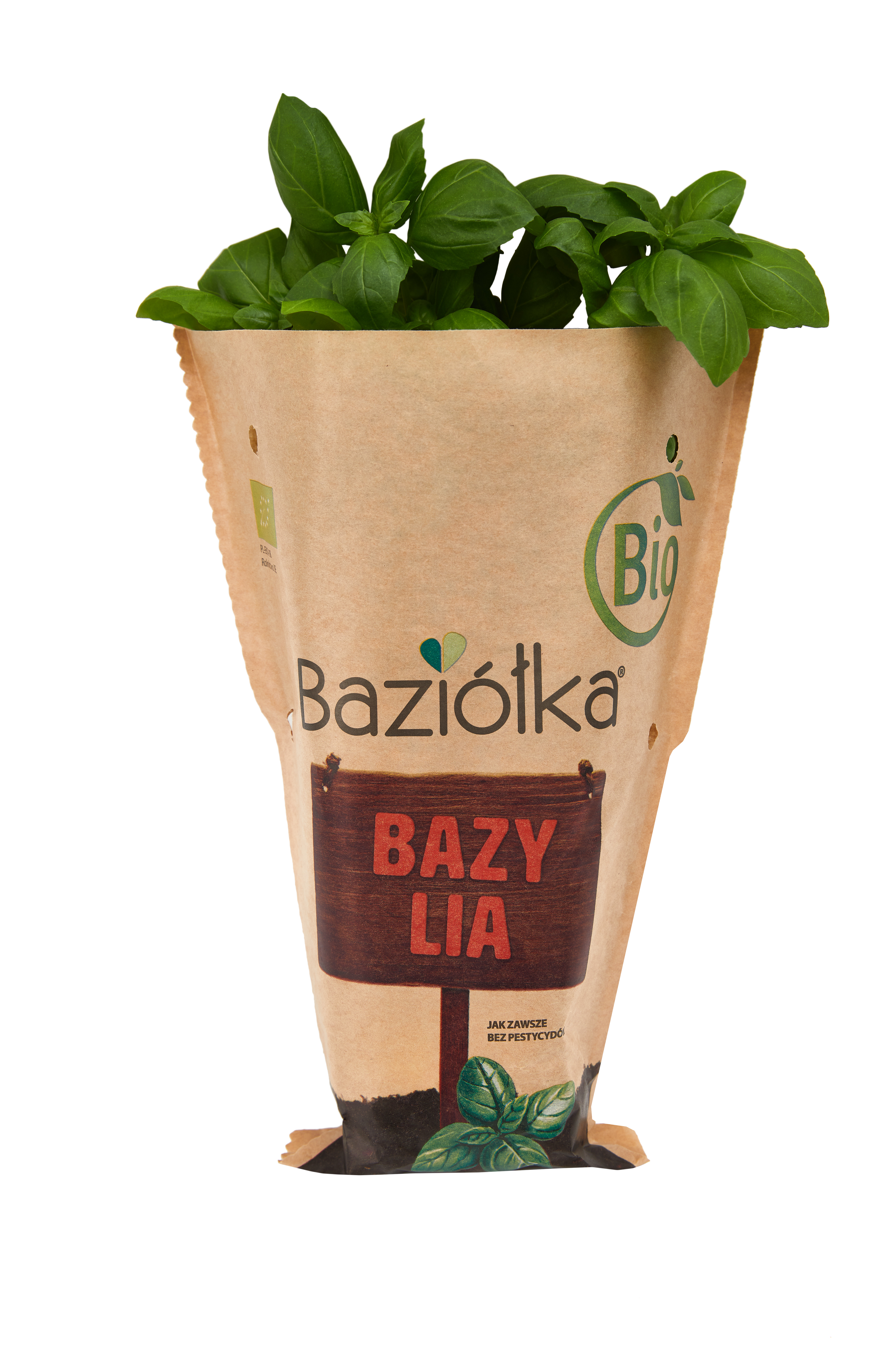 Bio Bazylia Doniczka Polska 1Szt Baziółka