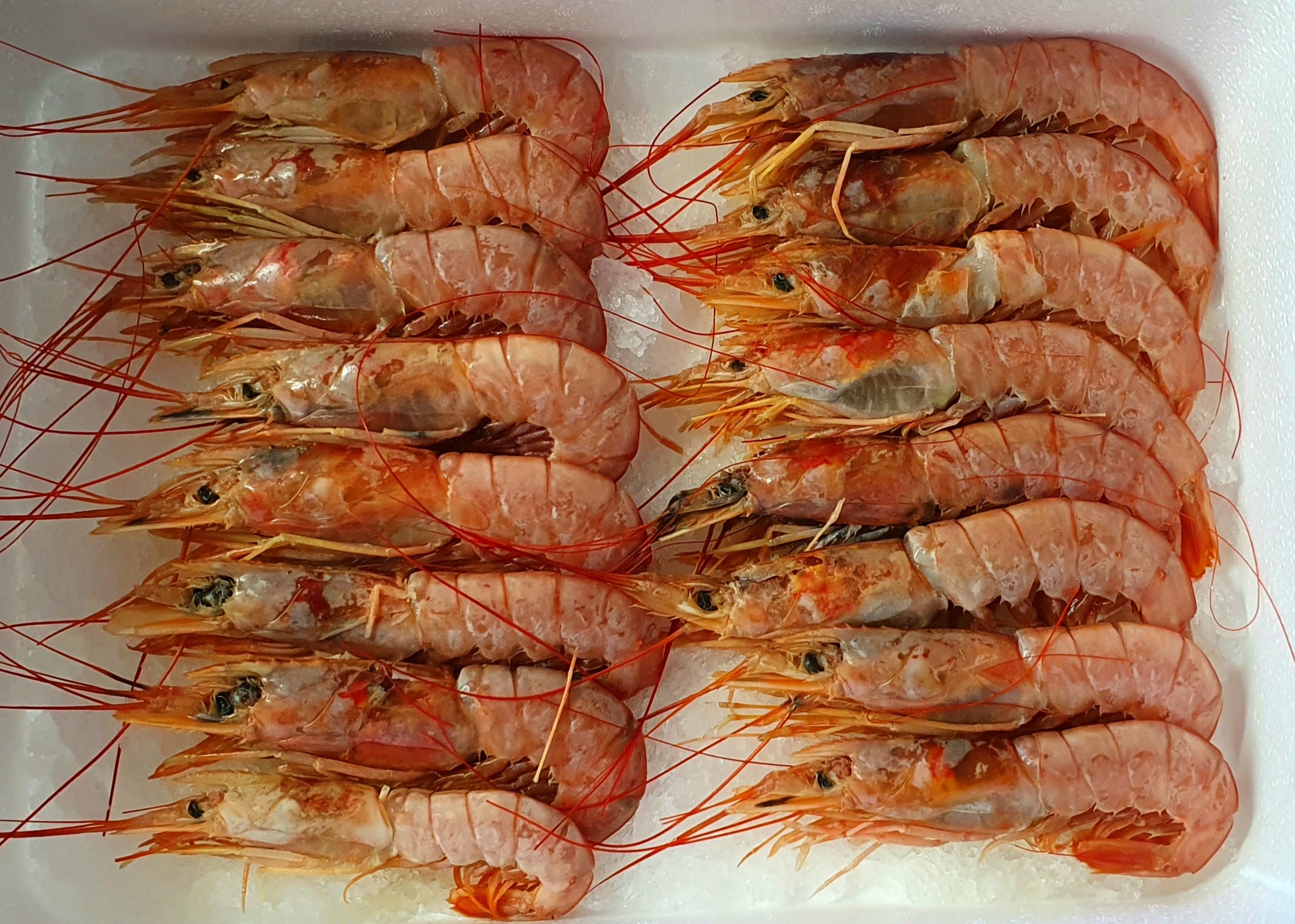 Krewetki Argentyńskie Dzikie 10-20 Szt/Kg