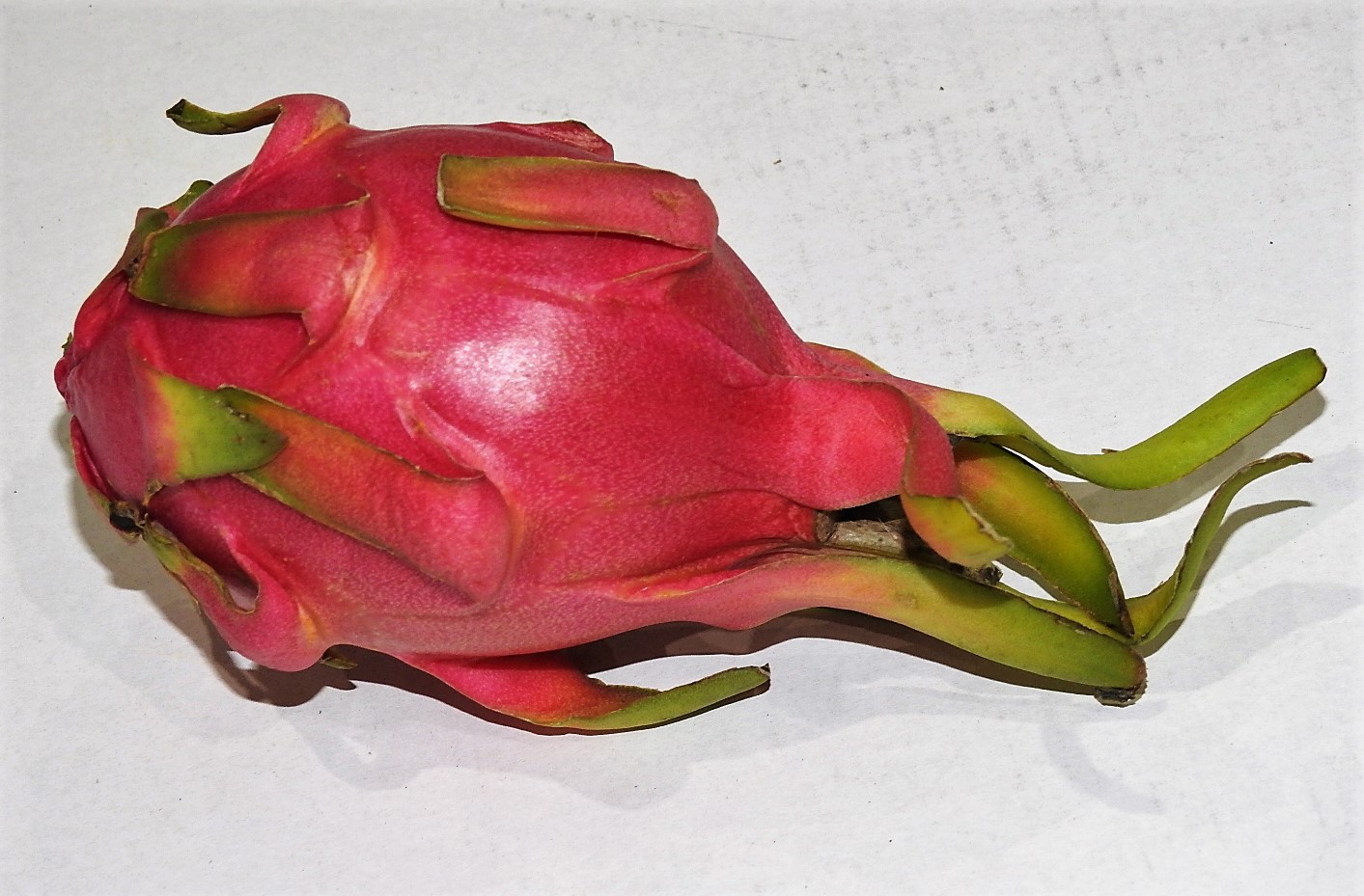 Pitahaya Czerwona Wietnam 1Szt