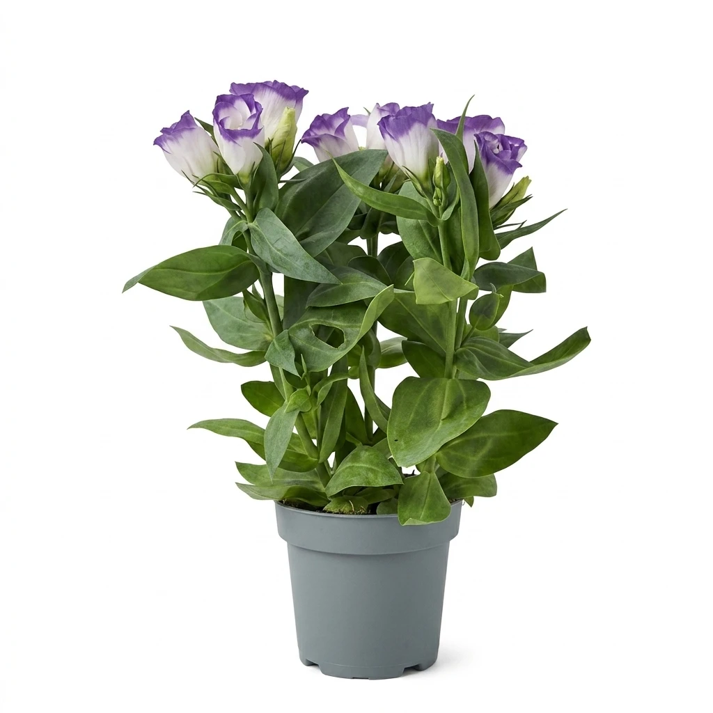 Kwiat Eustoma don 10,5cm szt