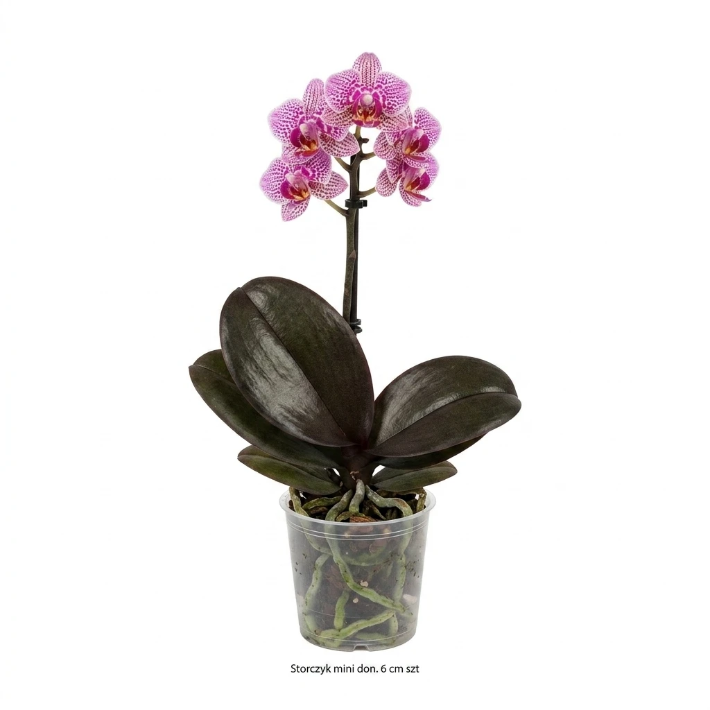 Kwiat Storczyk mini don 6cm szt