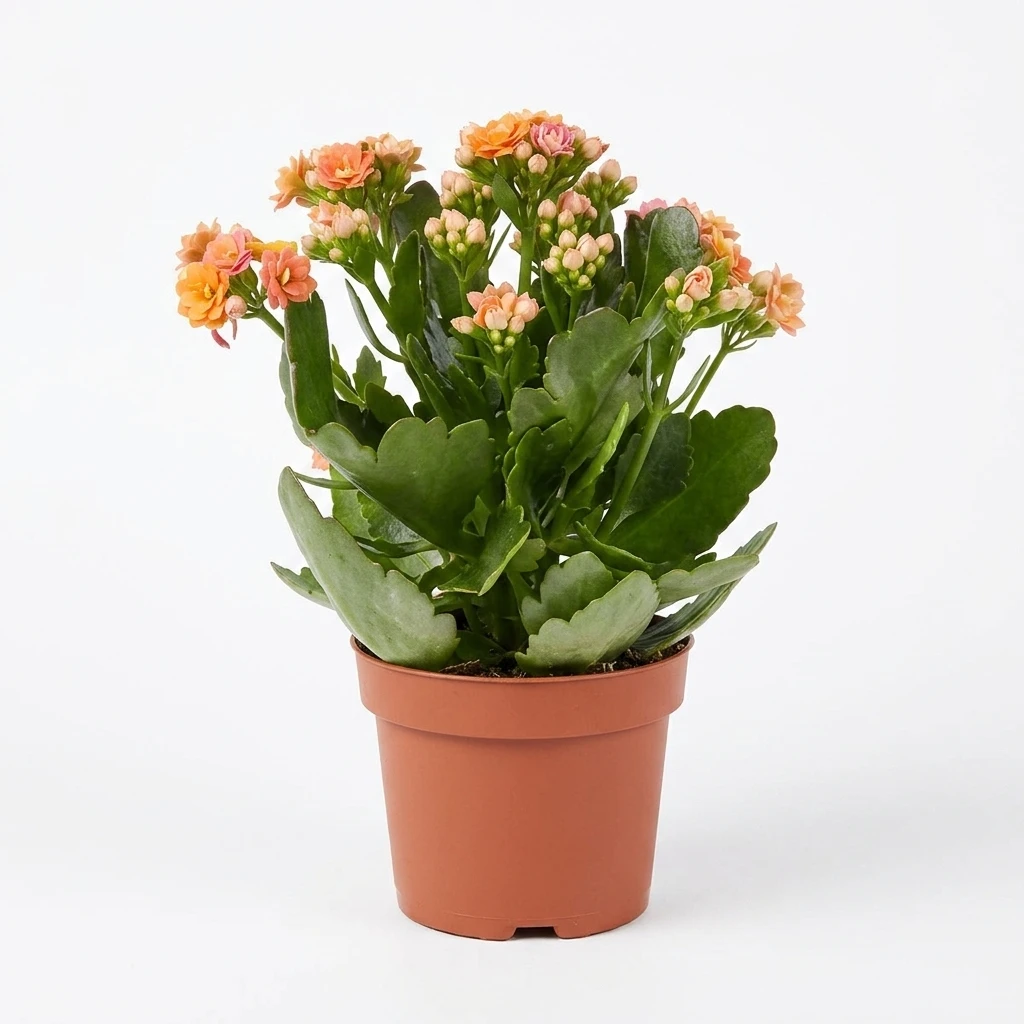 Kwiat Kalanchoe don. 10,5cm szt.