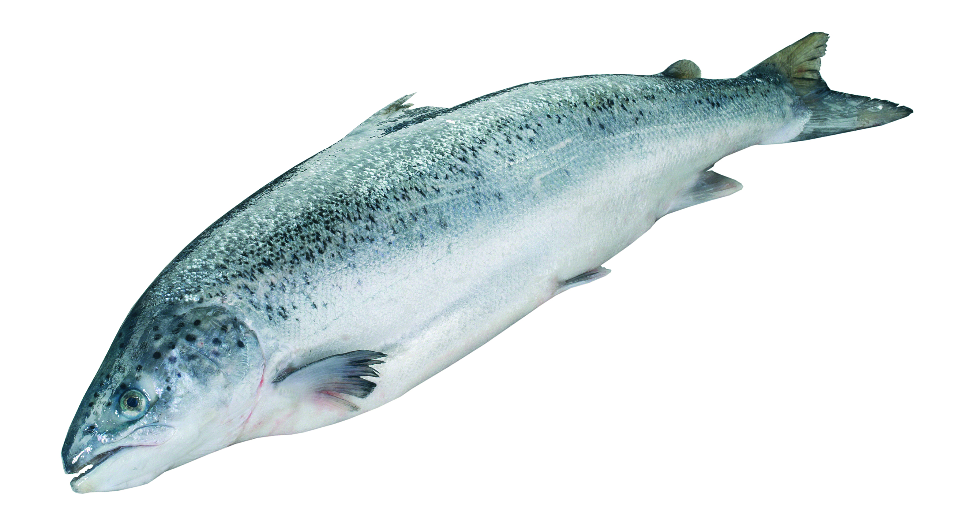 Łosoś Patroszony 2-3Kg