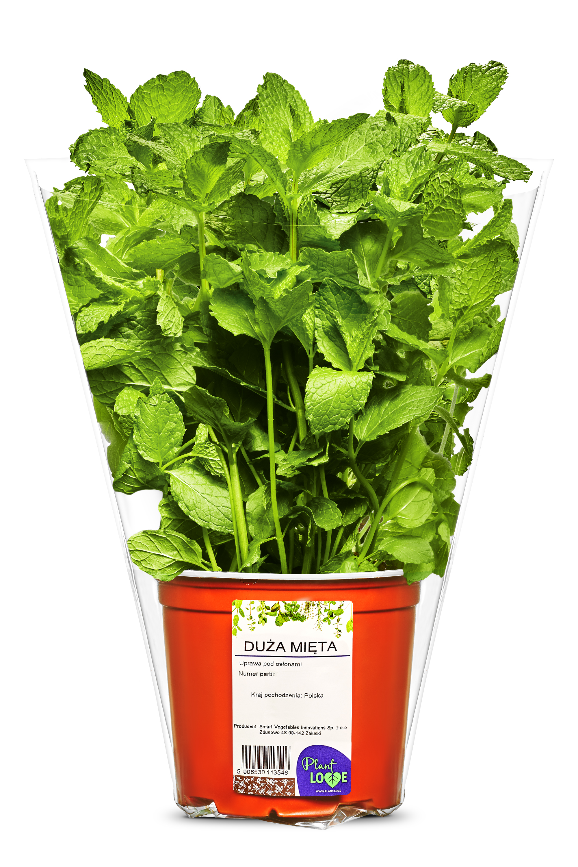 Mięta Duża Doniczka Polska 1Szt Plant Love