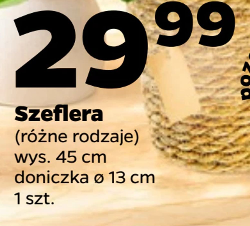 Szeflera