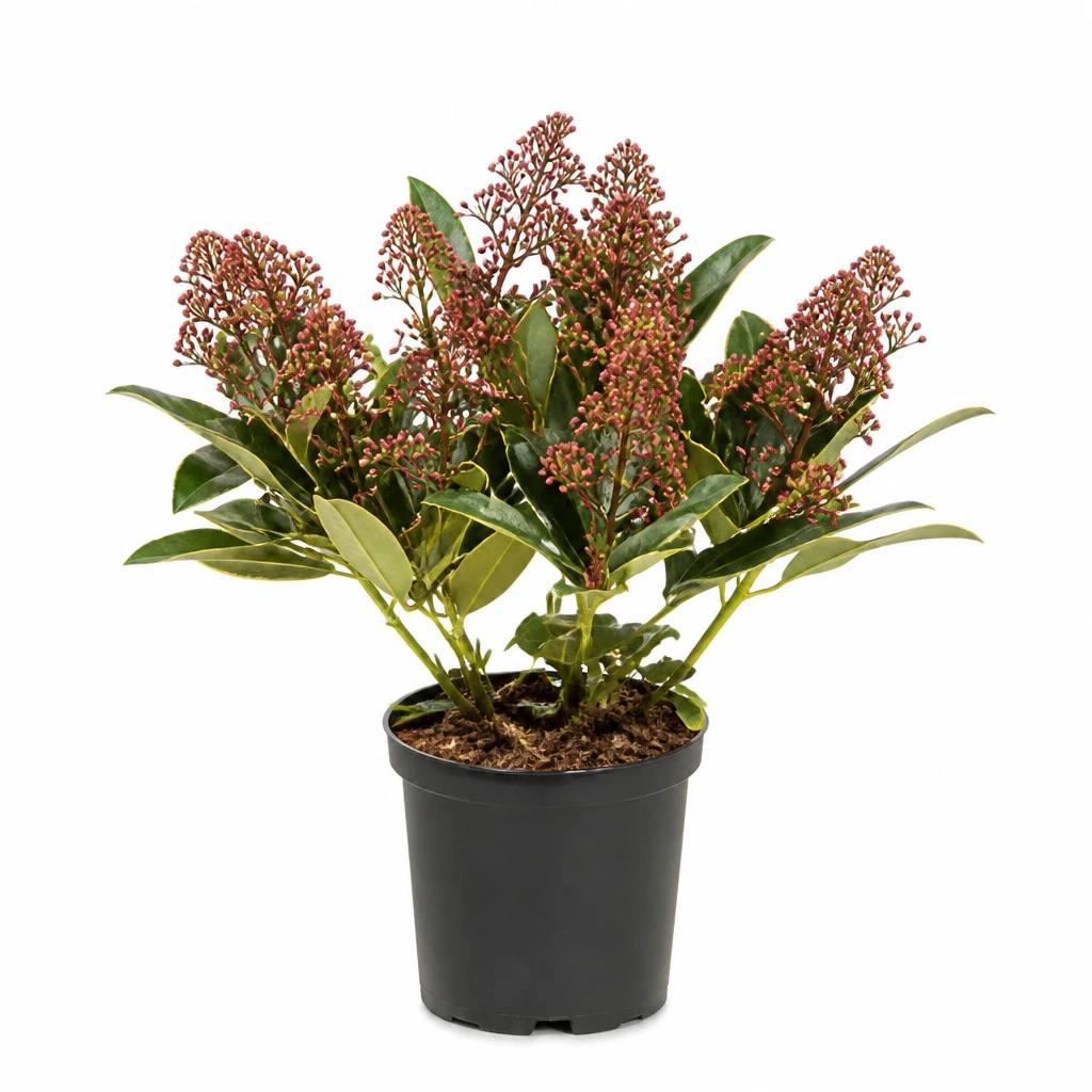 Krzew Skimmia japonica don 15cm szt