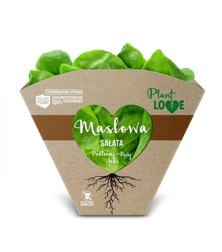 Sałata masłowa