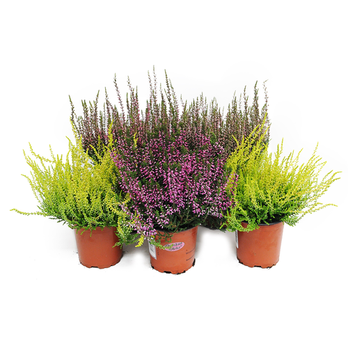 Wrzos Garden Girl