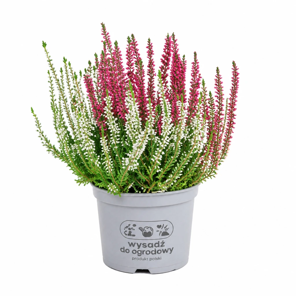 Kwiat Wrzosiec Gracilis don 11cm szt.